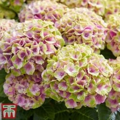 Hydrangea Macrophylla 'Magical Jewel' -Garden Glory Sales hydr7
