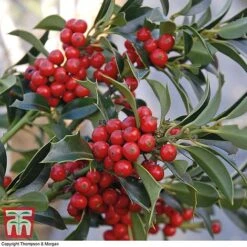 Holly 'Green Alaska' -Garden Glory Sales ilex gree a