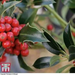 Holly 'Green Alaska' -Garden Glory Sales ilex gree c