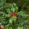 Holly 'Green Alaska' -Garden Glory Sales ilex gree d