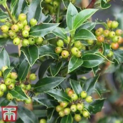 Holly 'Green Alaska' -Garden Glory Sales ilex gree f