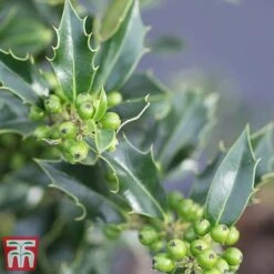 Holly 'Green Alaska' -Garden Glory Sales ilex green e