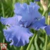 Iris 'Metolius Blues' 1 Iris 'Metolius Blues' -Garden Glory Sales iris met1