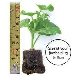 Begonia 'Fragrant Falls Improved™ - Apricot Delight' 9 Begonia 'Fragrant Falls Improved™ - Apricot Delight' -Garden Glory Sales jumboplugsize80