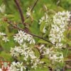 Amelanchier Canadensis 2 Amelanchier Canadensis -Garden Glory Sales june