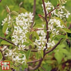 Amelanchier Canadensis -Garden Glory Sales june2