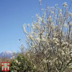 Amelanchier Canadensis -Garden Glory Sales june3