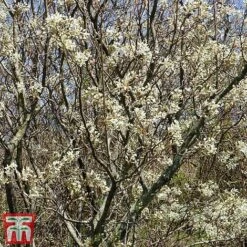 Amelanchier Canadensis -Garden Glory Sales june4