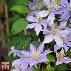 Clematis 'Justa' 11 Clematis 'Justa' -Garden Glory Sales justa2