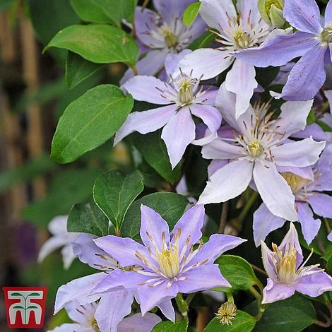 Clematis 'Justa' 5 Clematis 'Justa' - Image 3