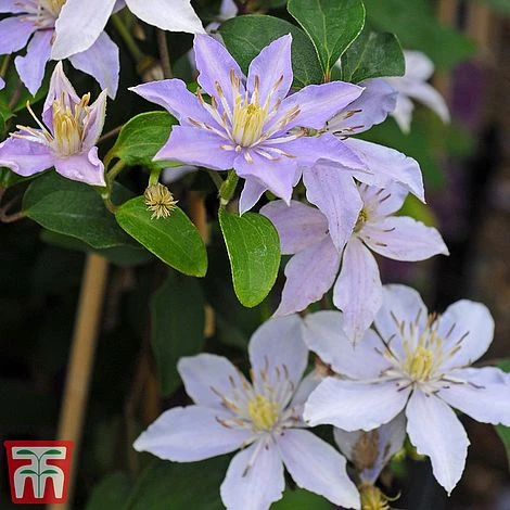 Clematis 'Justa' 4 Clematis 'Justa' - Image 2