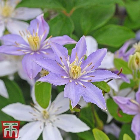 Clematis 'Justa' 3 Clematis 'Justa'