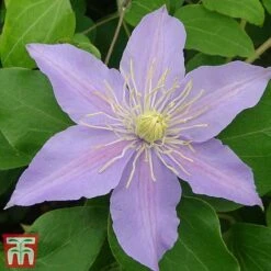 Clematis 'Justa' 12 Clematis 'Justa' -Garden Glory Sales justa5