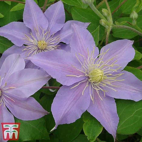 Clematis 'Justa' 8 Clematis 'Justa' - Image 6