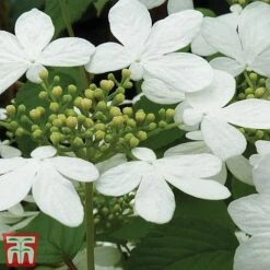 Viburnum Plicatum F. Tomentosum 'Kilimanjaro' -Garden Glory Sales kili2