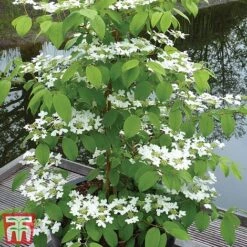Viburnum Plicatum F. Tomentosum 'Kilimanjaro' -Garden Glory Sales kili3