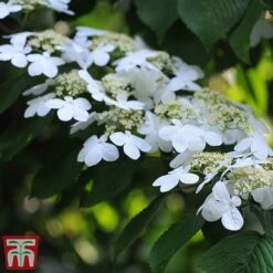 Viburnum Plicatum F. Tomentosum 'Kilimanjaro' -Garden Glory Sales kili4