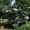 Cornus Kousa 'Teutonia' -Garden Glory Sales kou2