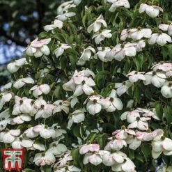 Cornus Kousa 'Teutonia' -Garden Glory Sales kou3