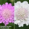 Scabious 'Kudos Collection' -Garden Glory Sales kudos