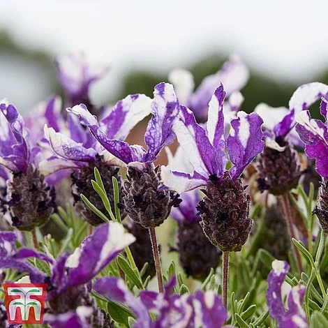Lavender 'Twin Summer' (Butterfly Garden) 4 Lavender 'Twin Summer' (Butterfly Garden) - Image 2