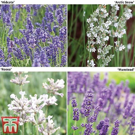 Lavender Collection 3 Lavender Collection