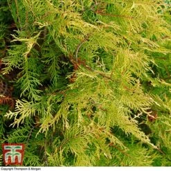 Leyland Cypress 'Castlewellan' Topiary -Garden Glory Sales leyland