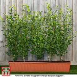 Ligustrum Ovalifolium 17 Ligustrum Ovalifolium -Garden Glory Sales ligu ready2