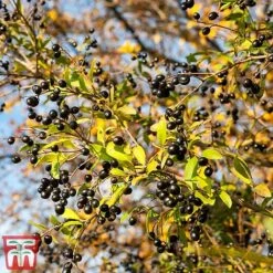 Ligustrum Vulgare -Garden Glory Sales ligustrum