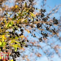 Ligustrum Vulgare -Garden Glory Sales ligustrum2