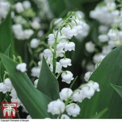 Everlasting Perennial Collection -Garden Glory Sales lily of the vally3