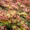 Acer Palmatum 'Little Princess' 1 Acer Palmatum 'Little Princess' -Garden Glory Sales littleprin2