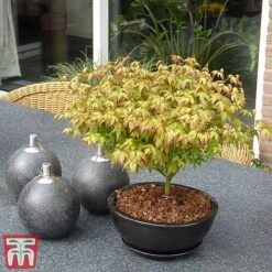 Acer Palmatum 'Little Princess' -Garden Glory Sales littleprin3