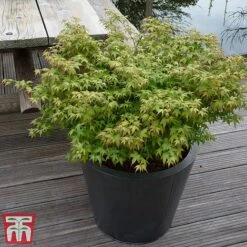 Acer Palmatum 'Little Princess' -Garden Glory Sales littleprin6