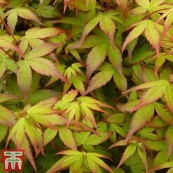 Acer Palmatum 'Little Princess' -Garden Glory Sales littleprin7