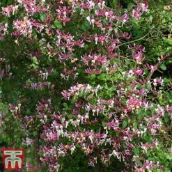 Honeysuckle 'Belgica' - Trellis -Garden Glory Sales loni bel
