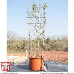 Honeysuckle 'Belgica' - Trellis -Garden Glory Sales loni bel1