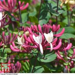 Honeysuckle 'Belgica' - Trellis -Garden Glory Sales loni bel6
