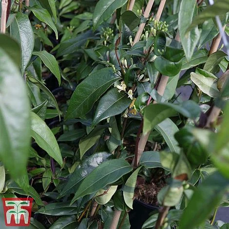 Honeysuckle 'Copper Beauty' 4 Honeysuckle 'Copper Beauty' - Image 2