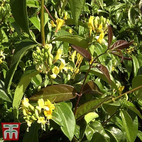 Honeysuckle 'Copper Beauty' 3 Honeysuckle 'Copper Beauty'