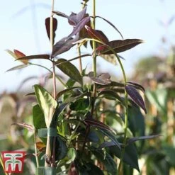 Honeysuckle 'Copper Beauty' 7 Honeysuckle 'Copper Beauty' -Garden Glory Sales loni copp3