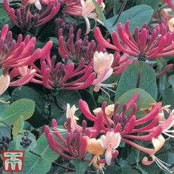 Honeysuckle 'Dart's World' 9 Honeysuckle 'Dart's World' -Garden Glory Sales loni darts2