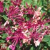Honeysuckle 'Dart's World' -Garden Glory Sales loni darts3