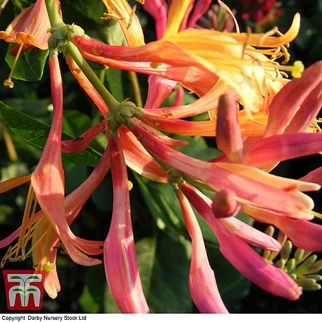 Honeysuckle 'Gold Flame' 3 Honeysuckle 'Gold Flame'