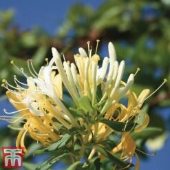 Honeysuckle 'Halliana' - Trellis -Garden Glory Sales loni halli2