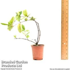 Honeysuckle 'Dart's World' 11 Honeysuckle 'Dart's World' -Garden Glory Sales lonice