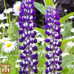 Lupin 'Street Party Collection' -Garden Glory Sales lupi gove