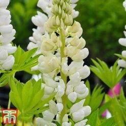Lupin 'Street Party Collection' -Garden Glory Sales lupi nobe