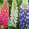 Lupin Gallery Collection 1 Lupin Gallery Collection -Garden Glory Sales lupin gallery tm