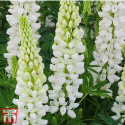 Lupin Gallery Collection -Garden Glory Sales lupin white
